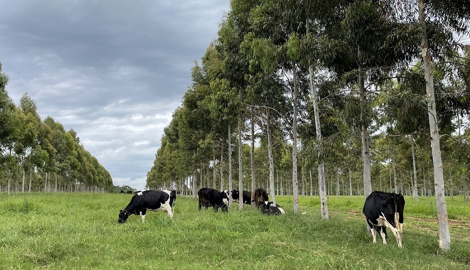 Brasil pode ter papel de destaque para o mundo como provedor de soluções de baixo carbono