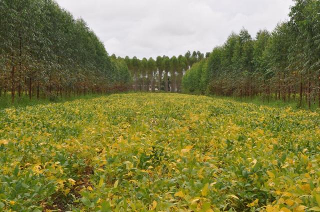 Agricultura brasileira terá US$ 1,2 bi do BID para projetos de sustentabilidade