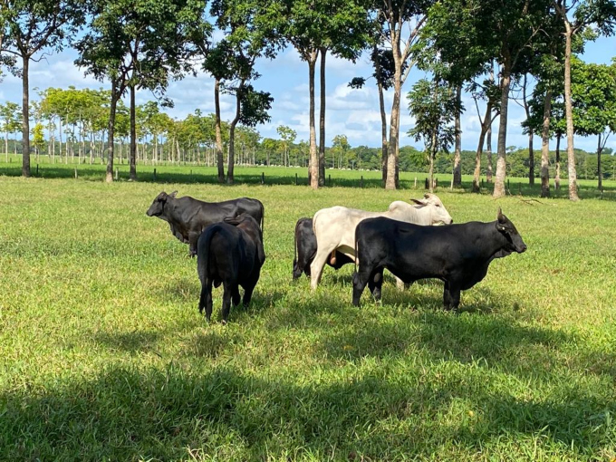 Manejo da fertilidade do solo gera lucro e sustentabilidade às pastagens