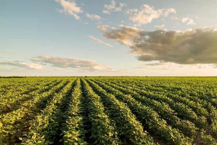 Área de soja convencional deve crescer na safra 2022/23 em Mato Grosso