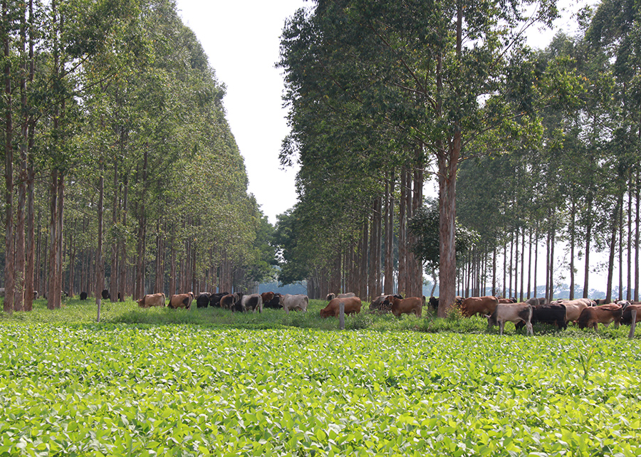 Área com sistemas lavoura-pecuária em Mato Grosso ultrapassa 2,6 milhões de hectares