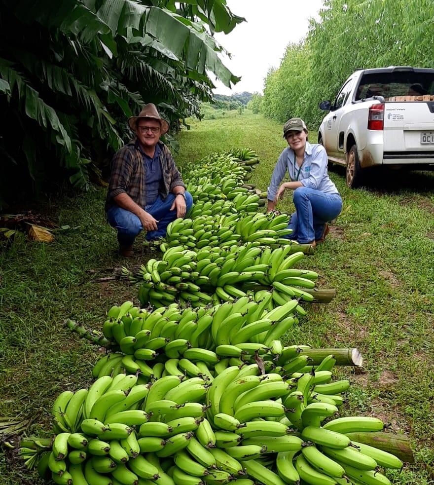 Empaer desenvolve variedade de banana voltada à agricultura familiar