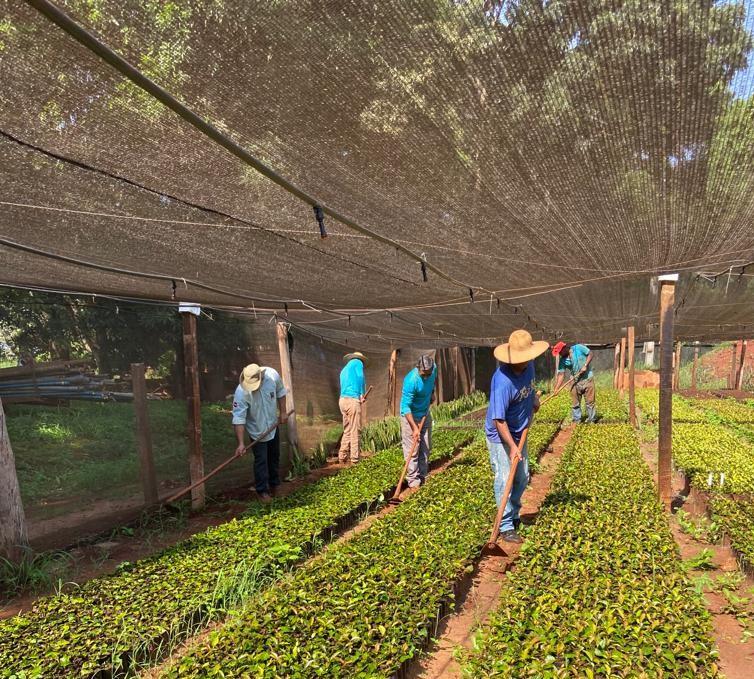 Empaer e parceiros produzem 45 mil mudas de café com mão de obra de reeducandos