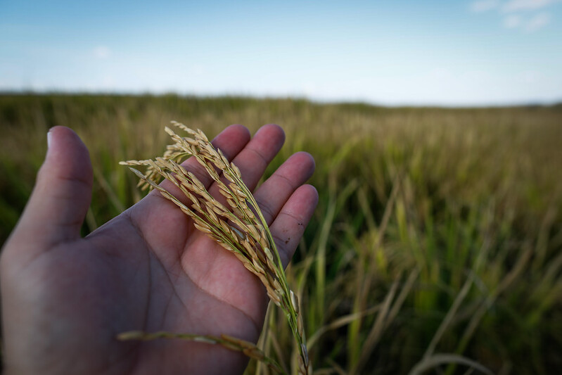 Com baixa liquidez, preço de arroz segue enfraquecido, diz Cepea