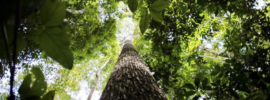 Governo estuda criação de mercado de carbono envolvendo setor elétrico