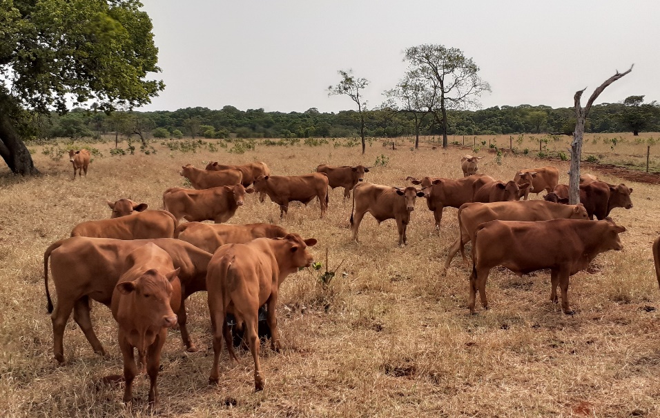 Você sabia que existe uma técnica ecológica para combater o carrapato-do-boi?