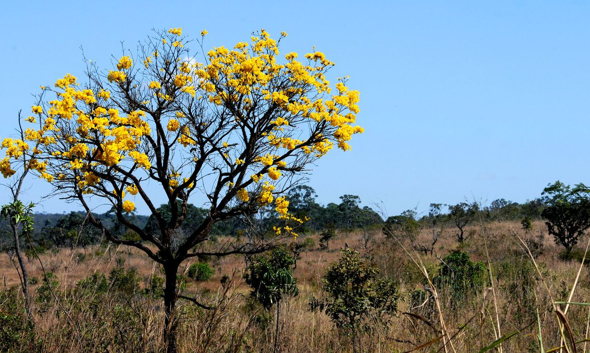 Inpe nega desmonte em Programa de Monitoramento do Cerrado e diz estar atrás de novos recursos