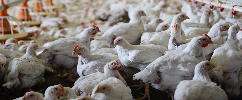 ABPA contesta política antidumping da África do Sul no mercado da carne de frango
