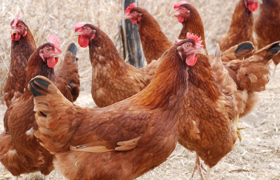 Brasil tem 1º caso de gripe aviária em granja comercial Brasil tem 1º caso de gripe aviária em granja comercial
