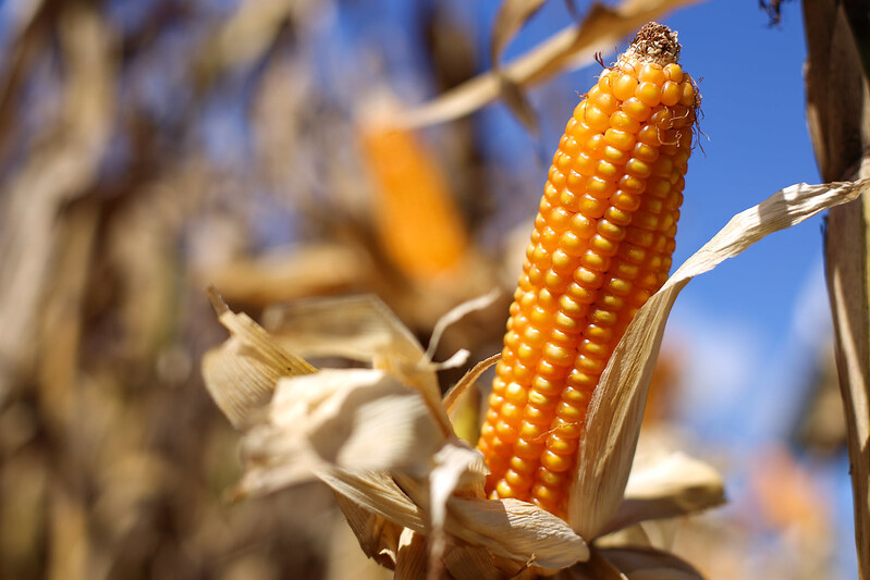 Sancionada lei que dá a pequenos produtores de animais acesso a milho da Conab