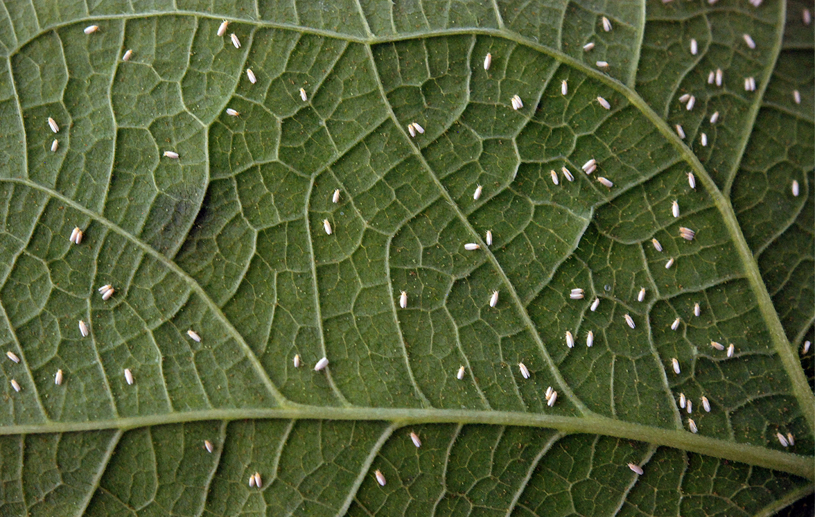 Agrônomo explica como combater mosca branca na soja