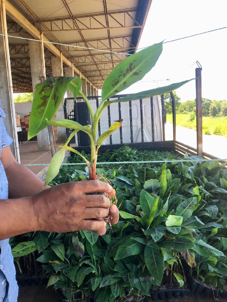 Governo quer alavancar produção de banana em Mato Grosso