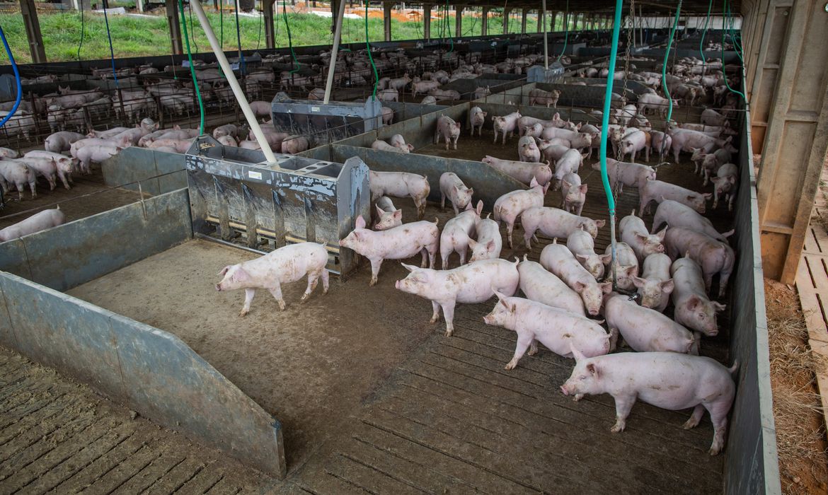 Suinocultores pedem medidas emergências para conter crise