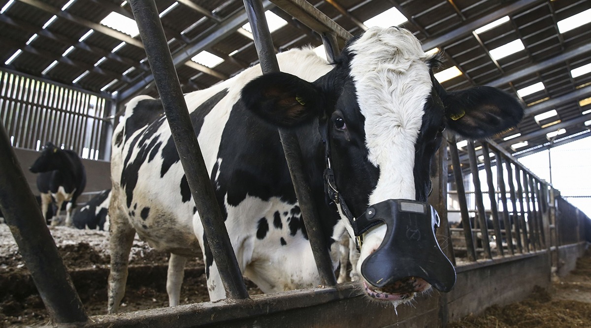Menos metano significa mais eficiência na produção de bovinos