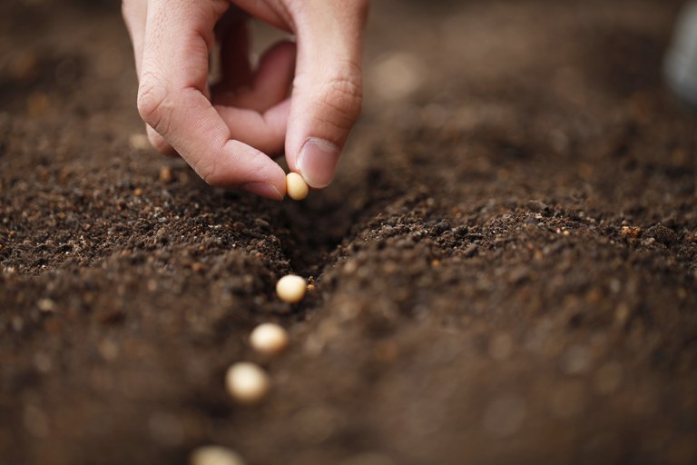 Agricultura amplia períodos de vazio sanitário da soja para 2022