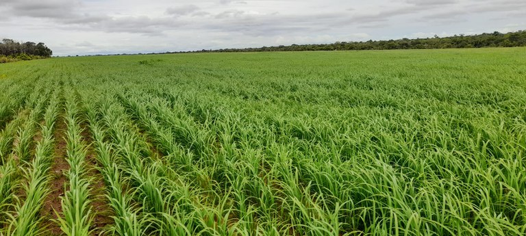 Funai apoia plantio mecanizado de arroz em terra indígena do MT