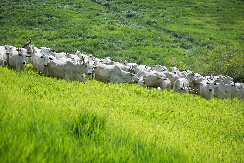 Com redução de idade de abate, bovinos emitiram menos gás metano em MT