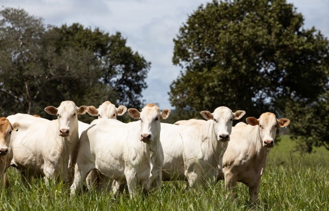 Imac cria Grupo de Trabalho sobre rastreabilidade da carne em MT