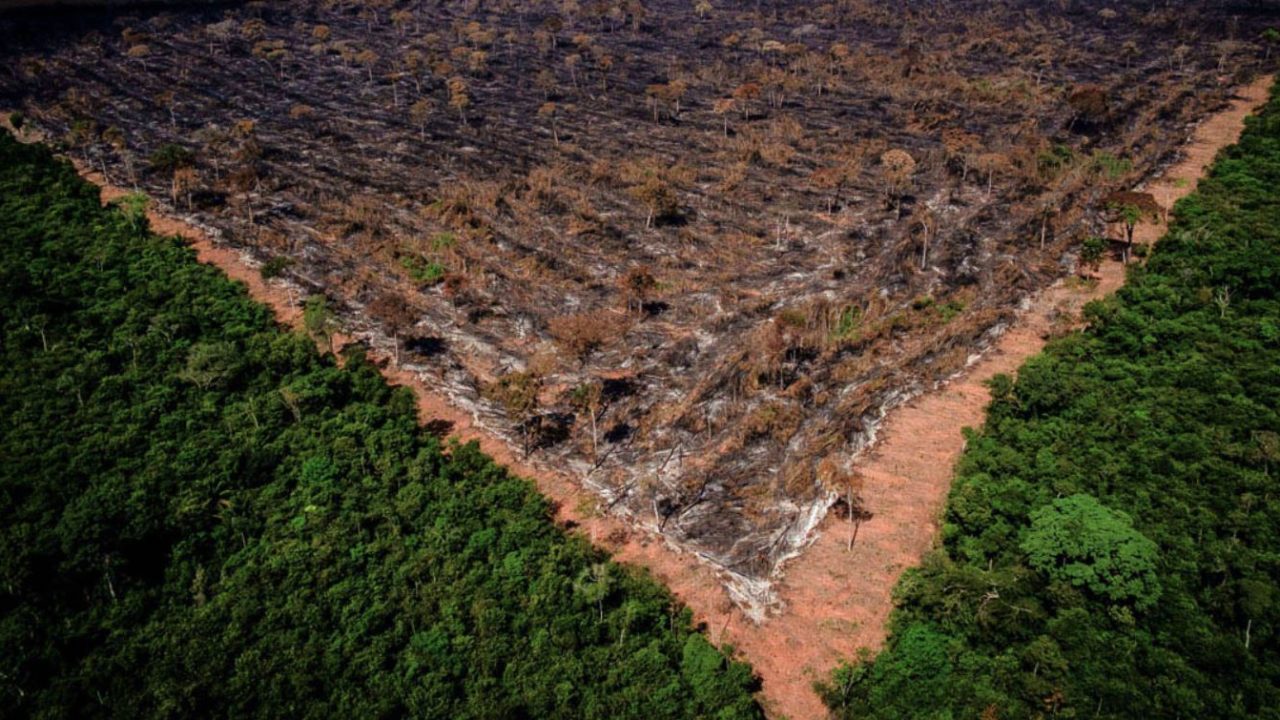 COP27: Governo do MT vai ao Egito com número recorde de desmate