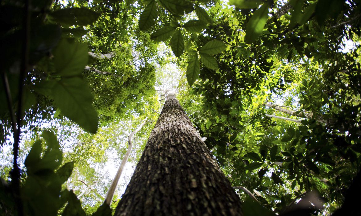 Plano prevê restauração da Amazônia em larga escala