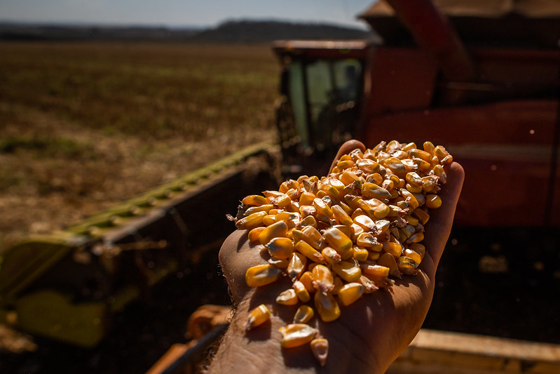 Imposto de 15% sobre exportação de milho é injustificável, afirma Anec