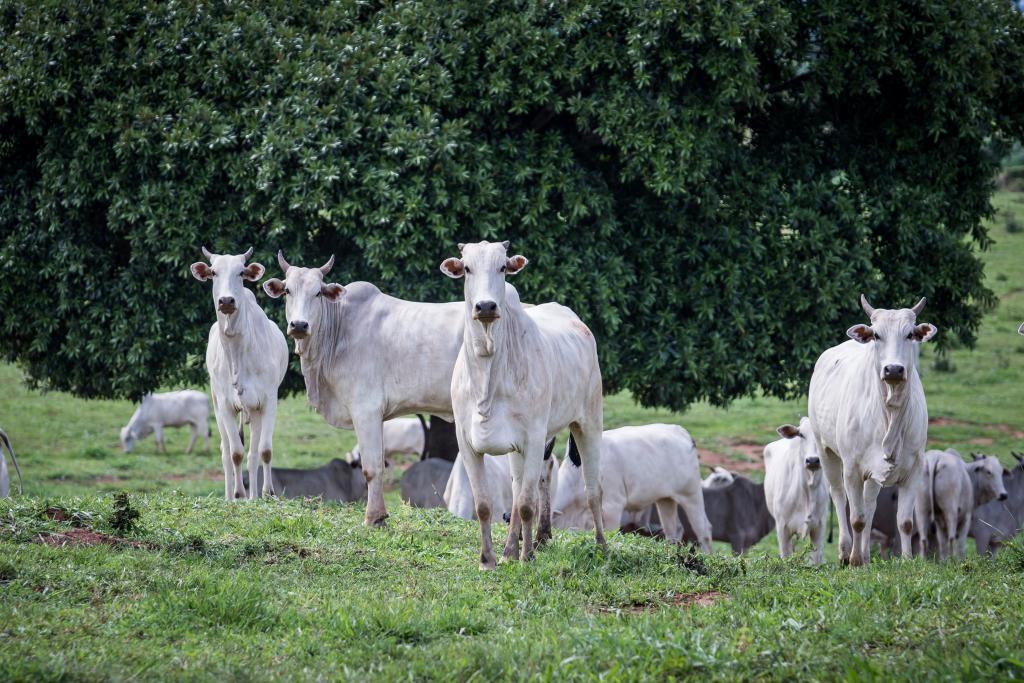 Em novo recorde, pecuária de MT atinge 32,7 mi de cabeças de gado