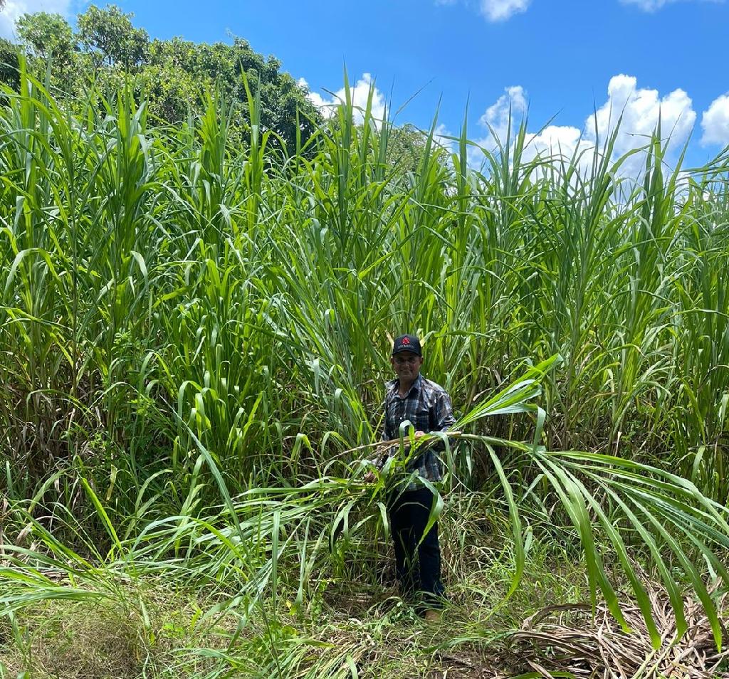 Produtor de leite aproveita período de chuva para plantio do capiaçu