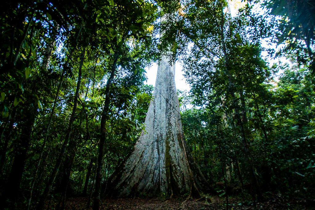 Retirada de MT da Amazônia Legal prejudica o agronegócio, diz secretário do Formad