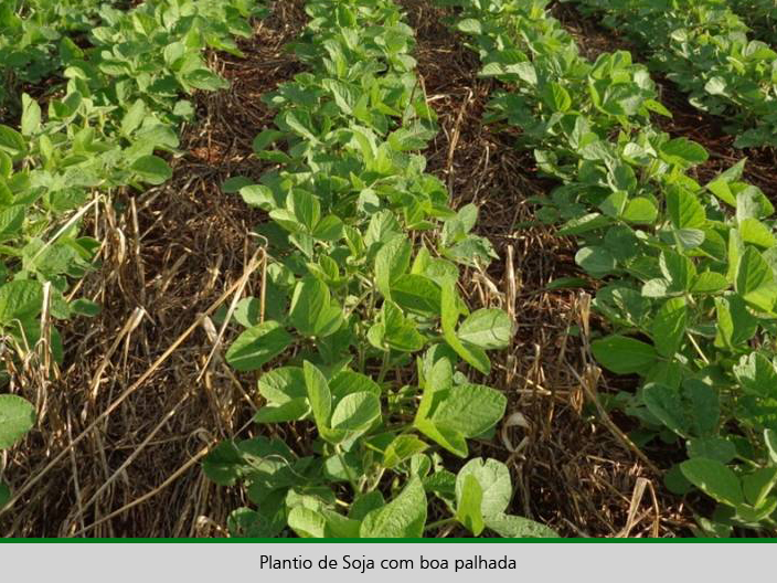 Manejo eficiente de plantas daninhas reduz custo da produção