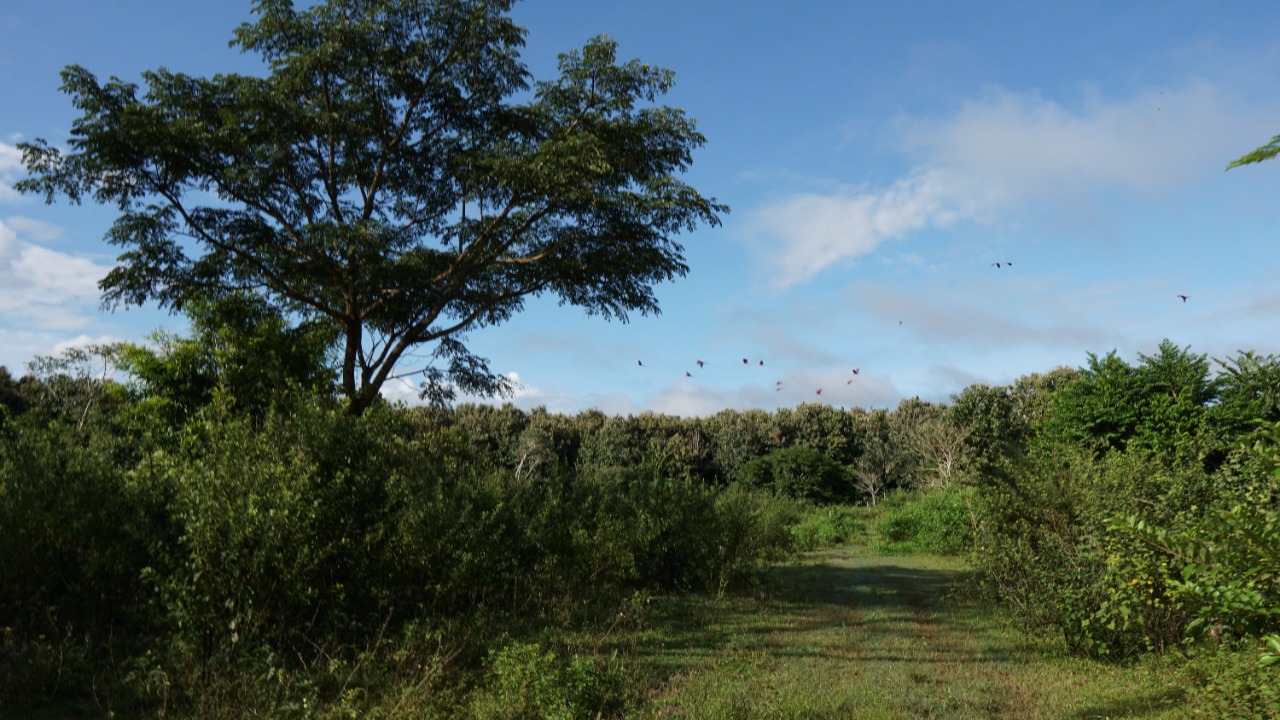 Regeneração natural assistida é via de baixo custo para recuperação florestal, mostra estudo