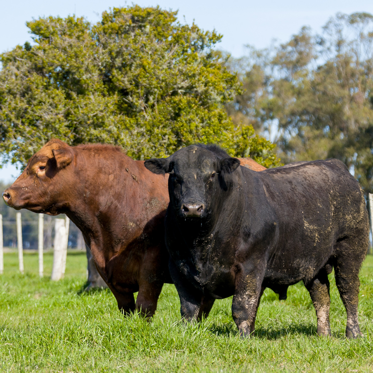 Selo Angus Sustentabilidade prevê lucratividade de certificação de carne
