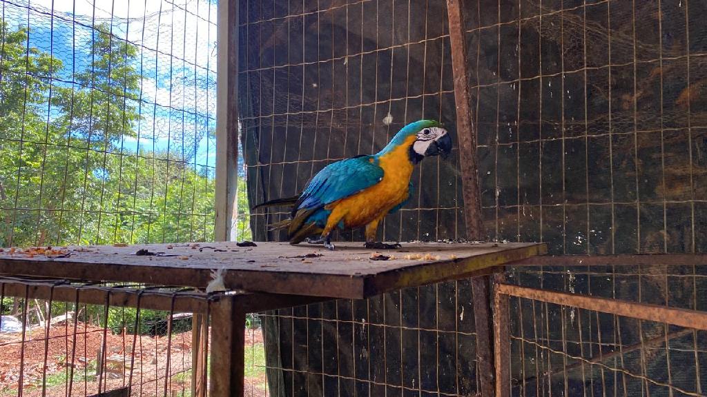 Saiba como ser guardião de animais silvestres