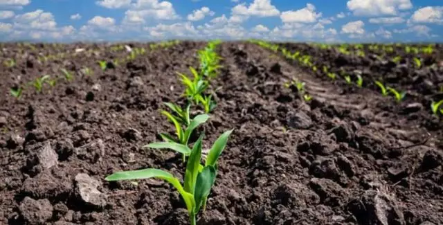 Clima favorece semeadura da 2ª safra de milho, diz Conab