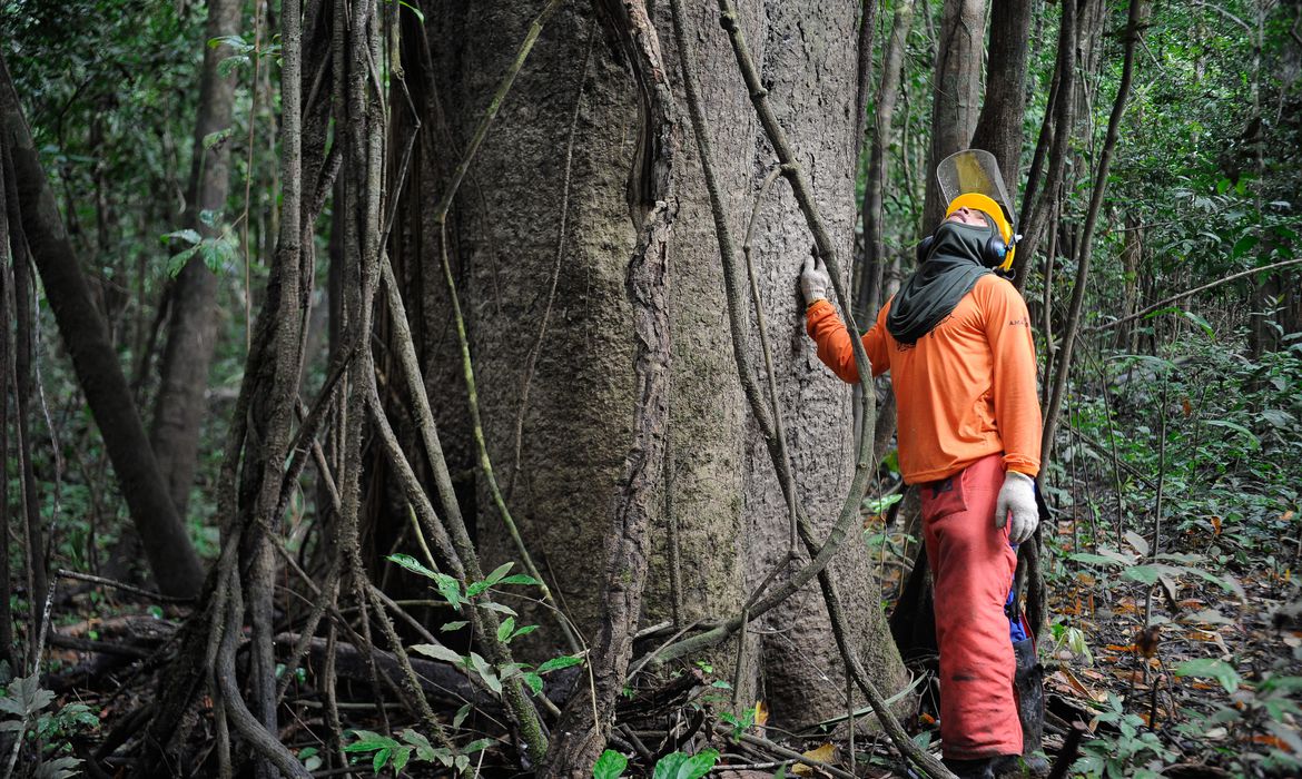 Certificação de produtos de floresta vai afetar mercado brasileiro