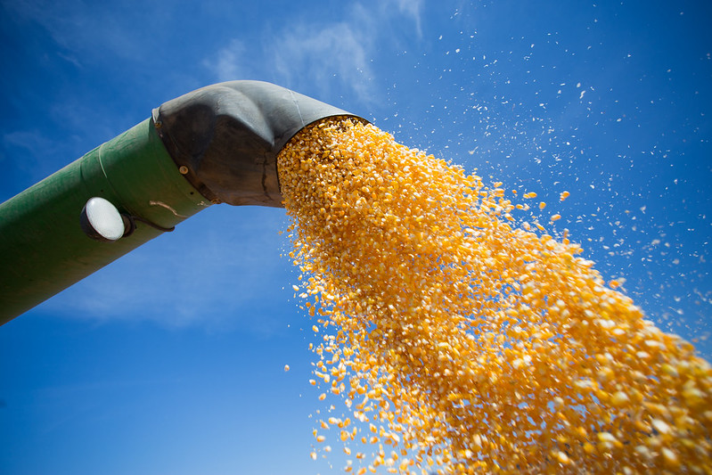 Exportação de milho de MT deve aumentar com guerra na Ucrânia