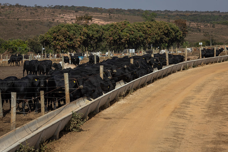 Pecuária, café, milho e cana fazem PIB da agropecuária cair