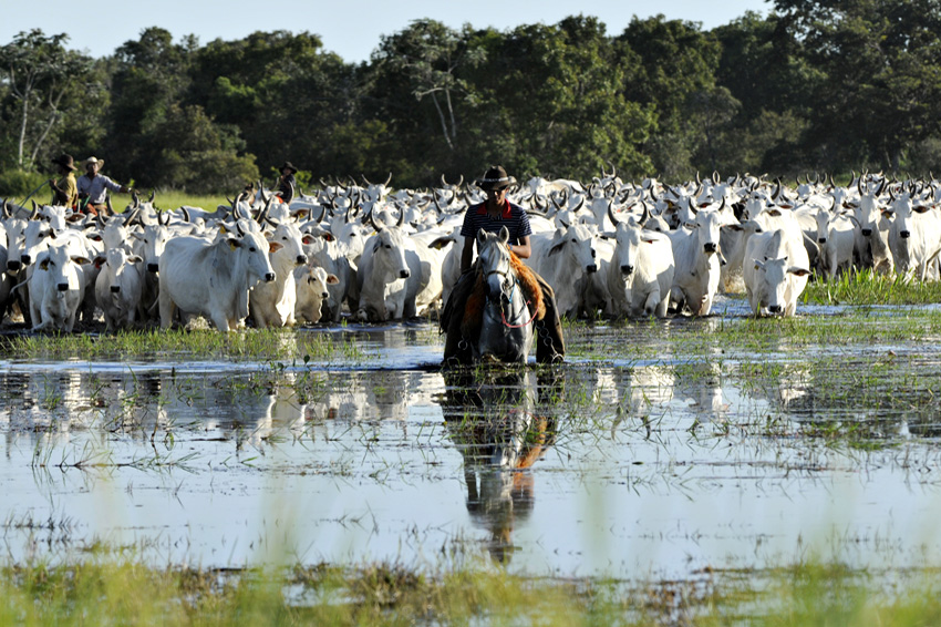 COP27: Produtor que conserva mata e cumpre Código Florestal deve ser valorizado