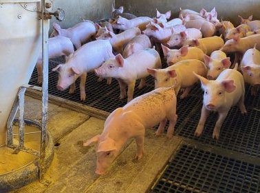 Suinocultores dizem ter prejuízo de R$ 300 por porco vendido em MT