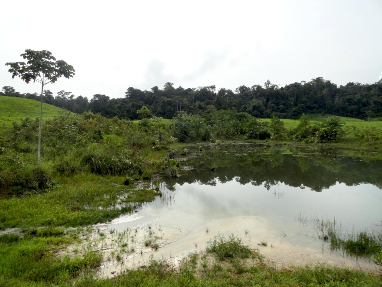 Você sabe o que é regeneração natural assistida?