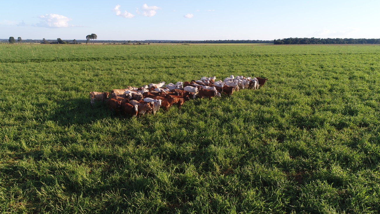 Sistema Gravataí aumenta a produção e reduz dependência de fertilizantes