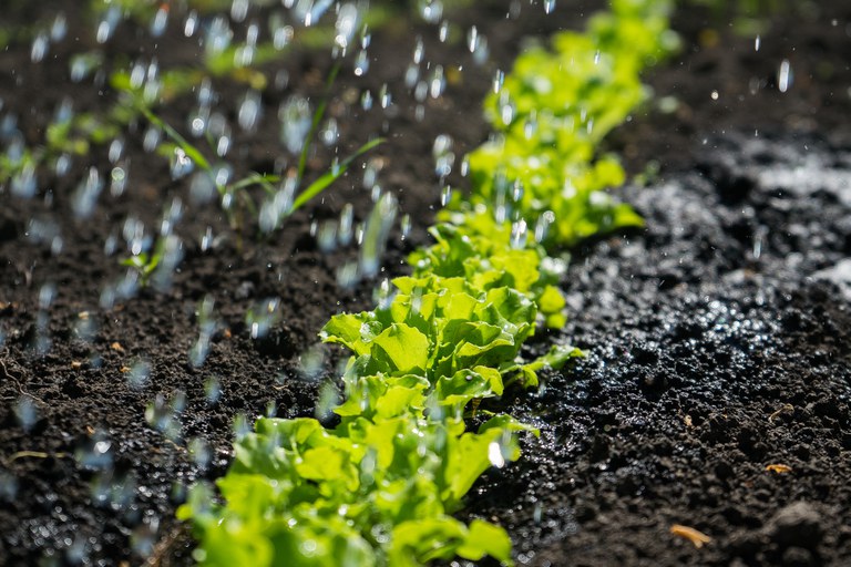 Fique atento: Zoneamento Agrícola de Risco Climático lança cronograma