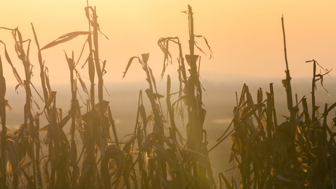 Artigo: Mudanças climáticas podem inviabilizar 2ª safra de milho e algodão em Mato Grosso