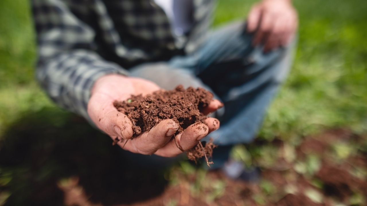 Artigo: Sistemas integrados de produção agropecuária: máquinas de produzir alimento e sequestrar carbono no solo