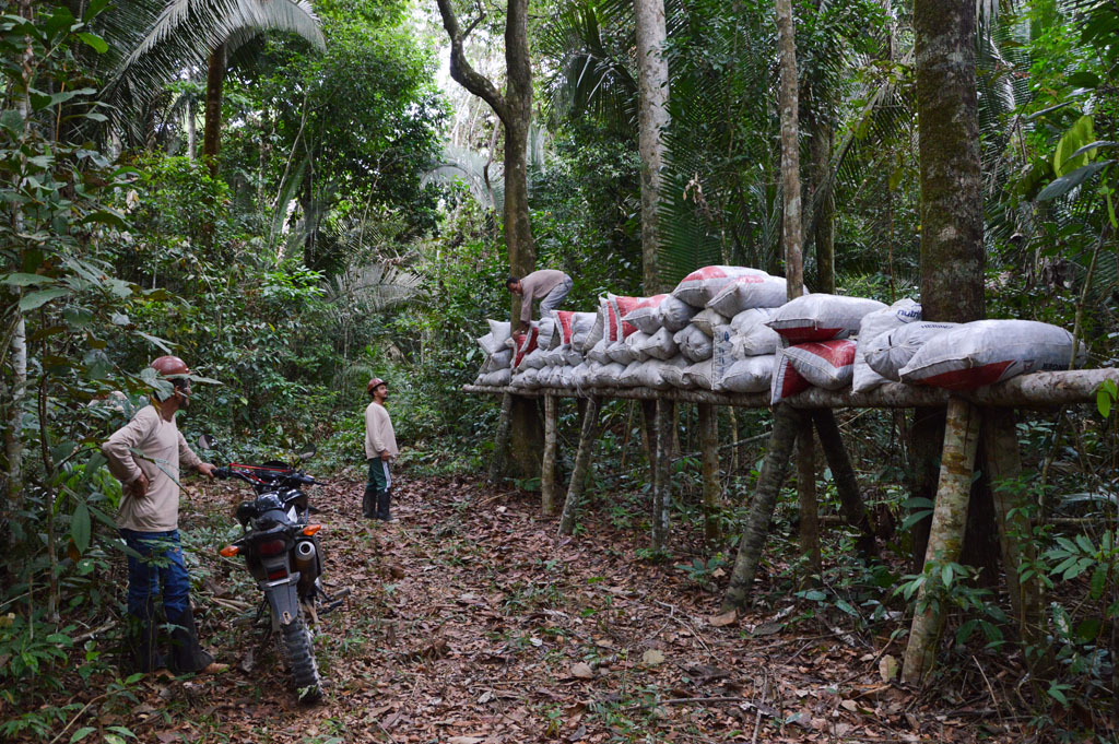 Regeneração natural assistida recupera mais de 100 hectares de floresta em MT