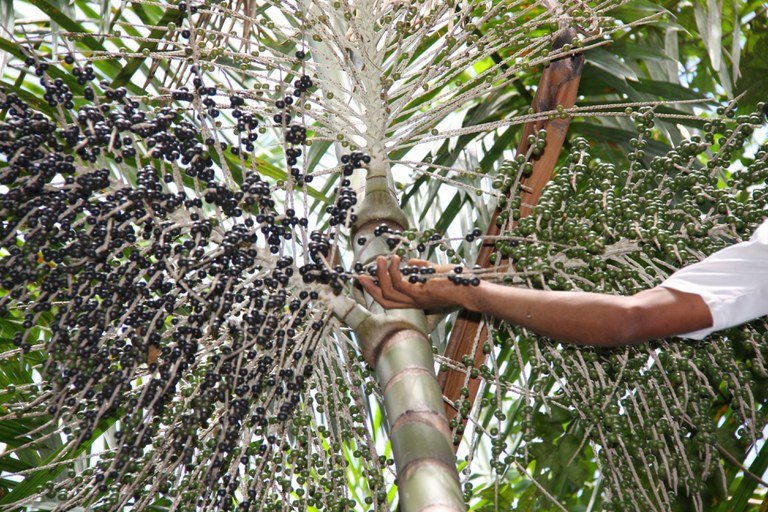 Saiba como inscrever projetos de sociobiodiversidade da Amazônia Legal no Mapa