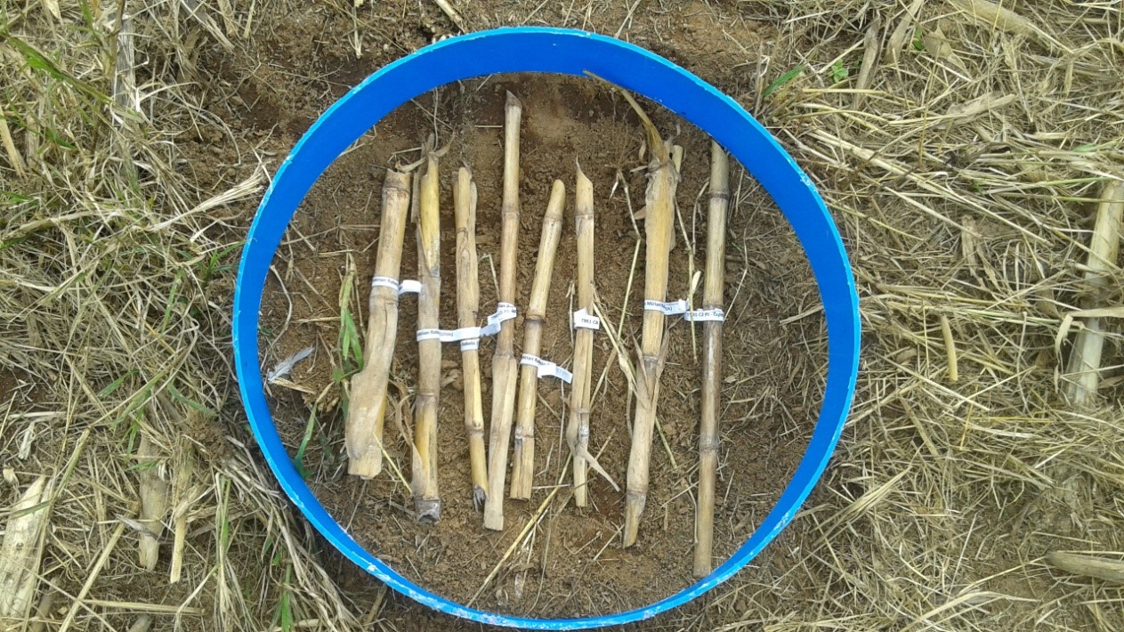 Resíduos orgânicos controlam fungo causador da podridão em colmo de milho