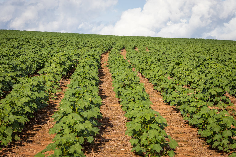 Desembolso de crédito agrícola do BB na safra 21/22 tem alta de 46%