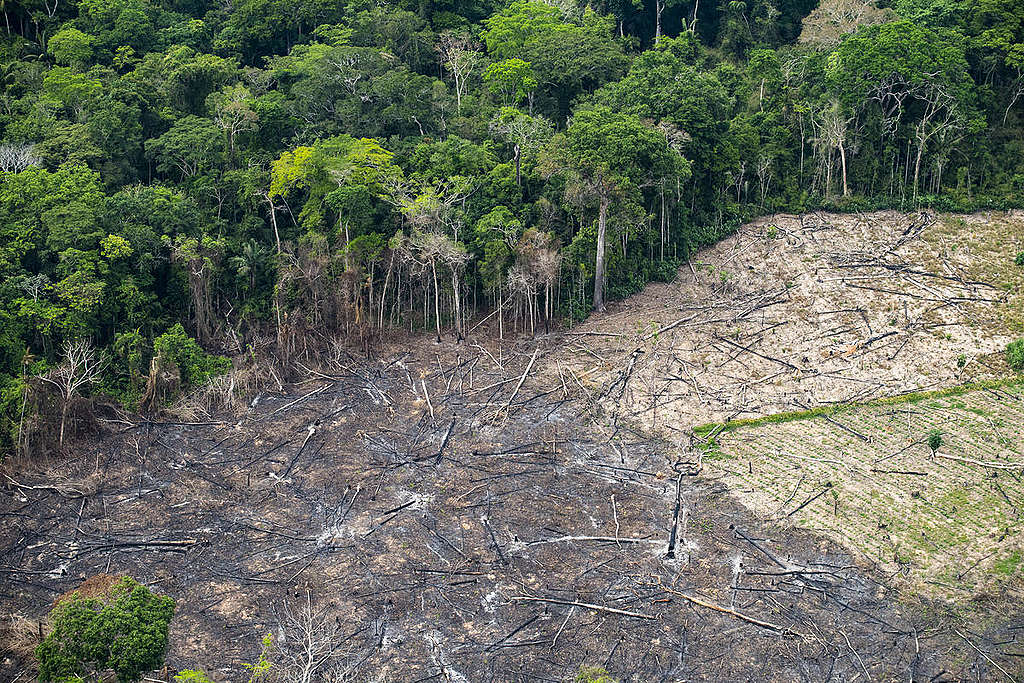 Desmatamento na Amazônia bate recorde no primeiro trimestre de 22