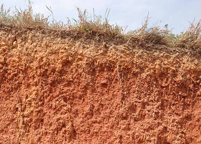 Saiba como bactérias podem resgatar fósforo acumulado no solo