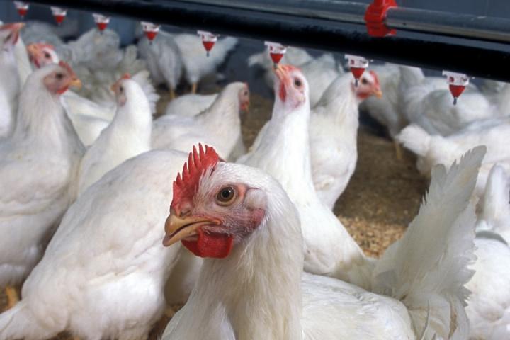 França notifica mais 142 casos de gripe aviária e total é de 1.164
